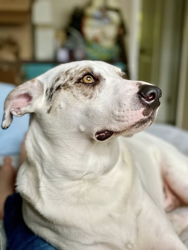 Picnic, an Australian Cattle Dog and Australian Shepherd mix tested with EmbarkVet.com