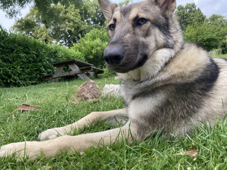 Obi, a Saarloos Wolfdog and Norwegian Elkhound mix tested with EmbarkVet.com