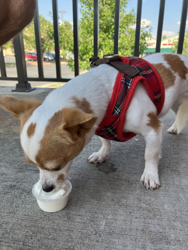 Daisy, a Chihuahua and Rat Terrier mix tested with EmbarkVet.com