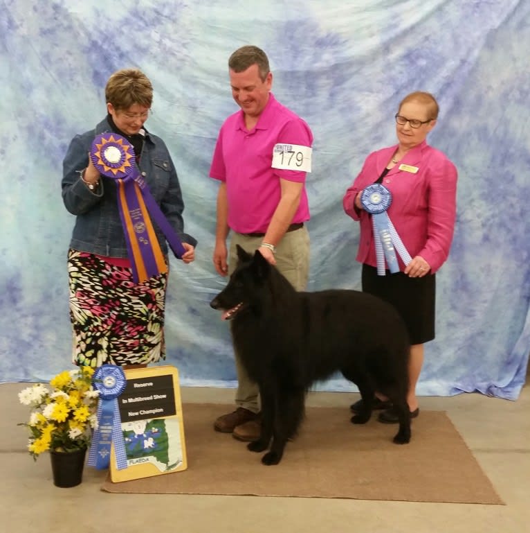 Jensen, a Belgian Shepherd tested with EmbarkVet.com