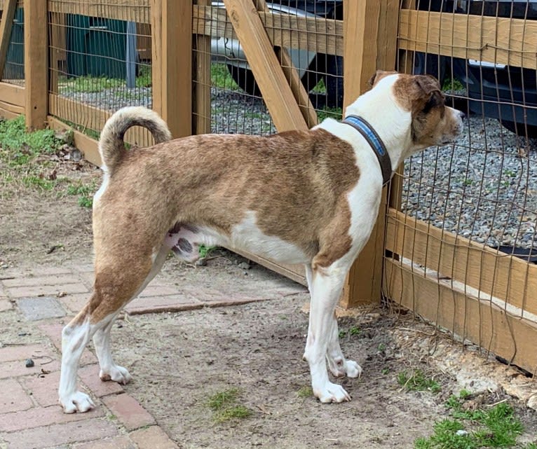 Thor, a Boston Terrier and Siberian Husky mix tested with EmbarkVet.com