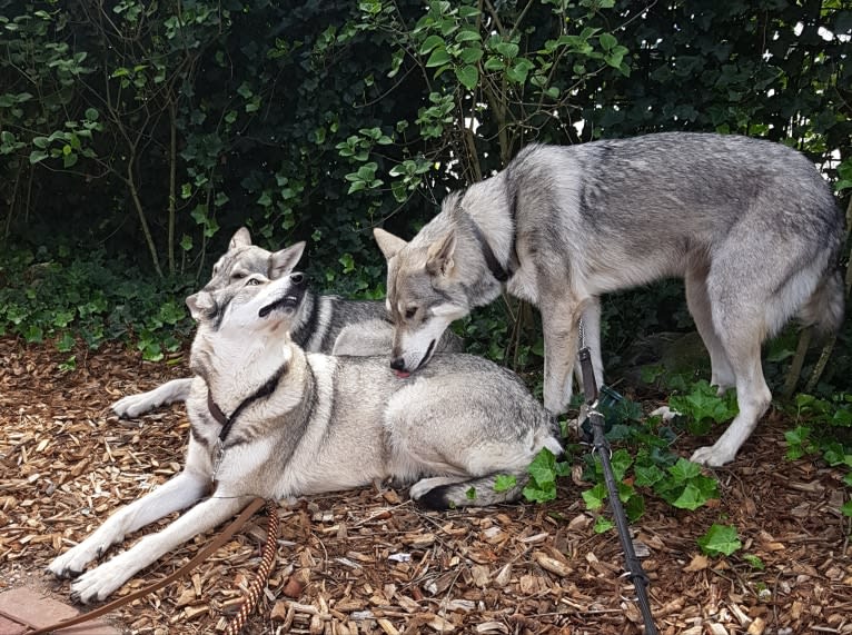 Ishtar (Estrella v.d. Scheldeschorre), a Saarloos Wolfdog tested with EmbarkVet.com