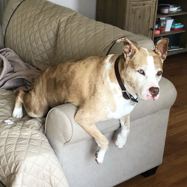 Louie, an American Pit Bull Terrier and American Staffordshire Terrier mix tested with EmbarkVet.com