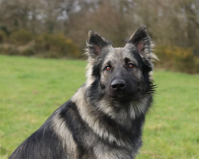 Siriüs, a German Shepherd Dog tested with EmbarkVet.com