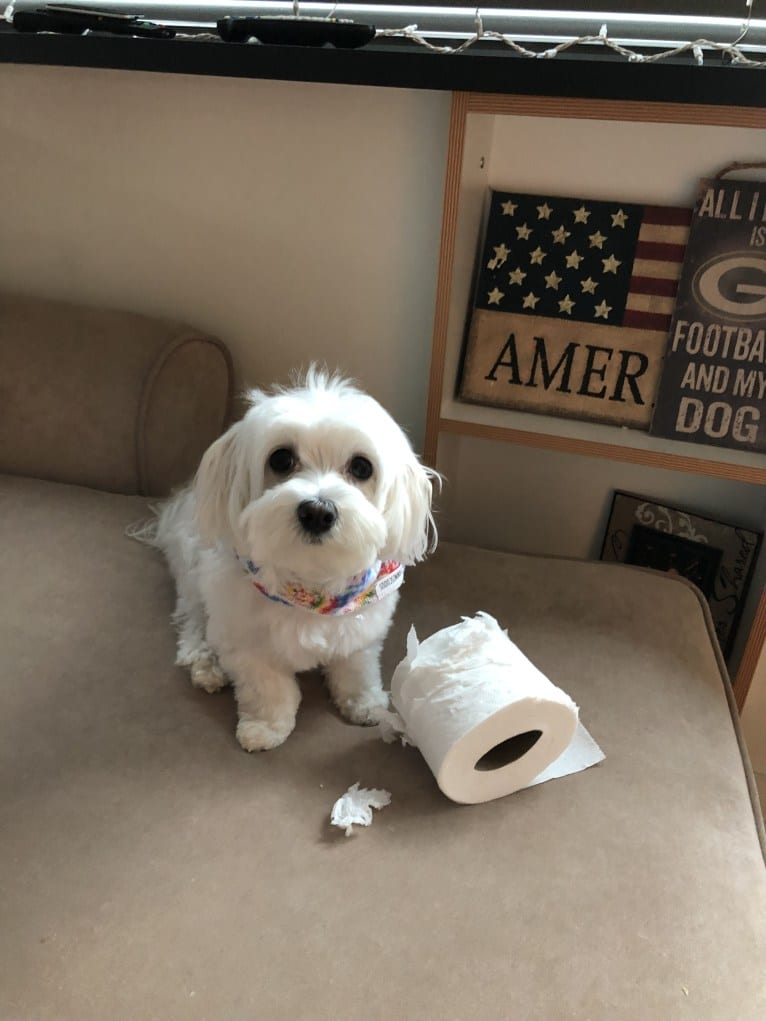 Brody, a Maltese tested with EmbarkVet.com