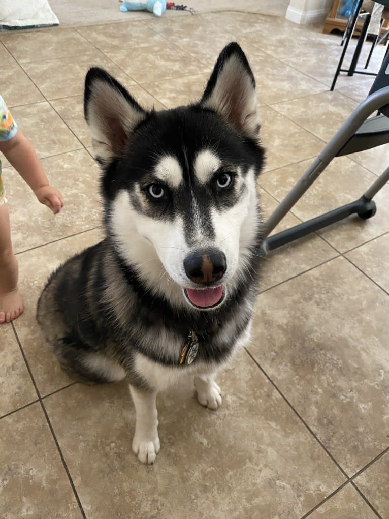 Shasta, a Siberian Husky tested with EmbarkVet.com