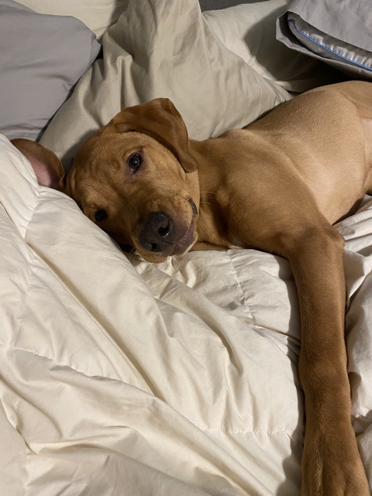 Murphy, a Pointer and Labrador Retriever mix tested with EmbarkVet.com