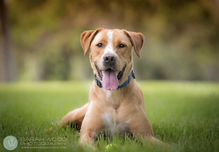 McDougal, a Labrador Retriever and American Pit Bull Terrier mix tested with EmbarkVet.com