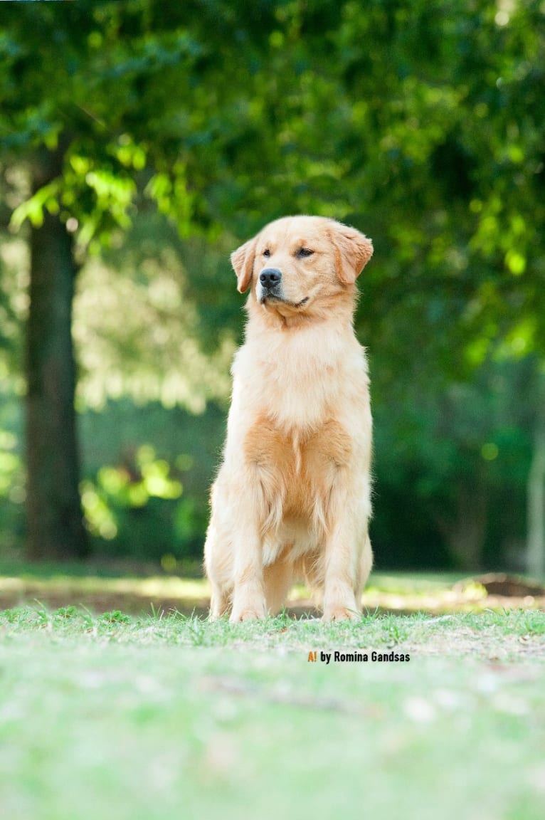 LIBERTY HENNA LISKA, a Golden Retriever tested with EmbarkVet.com