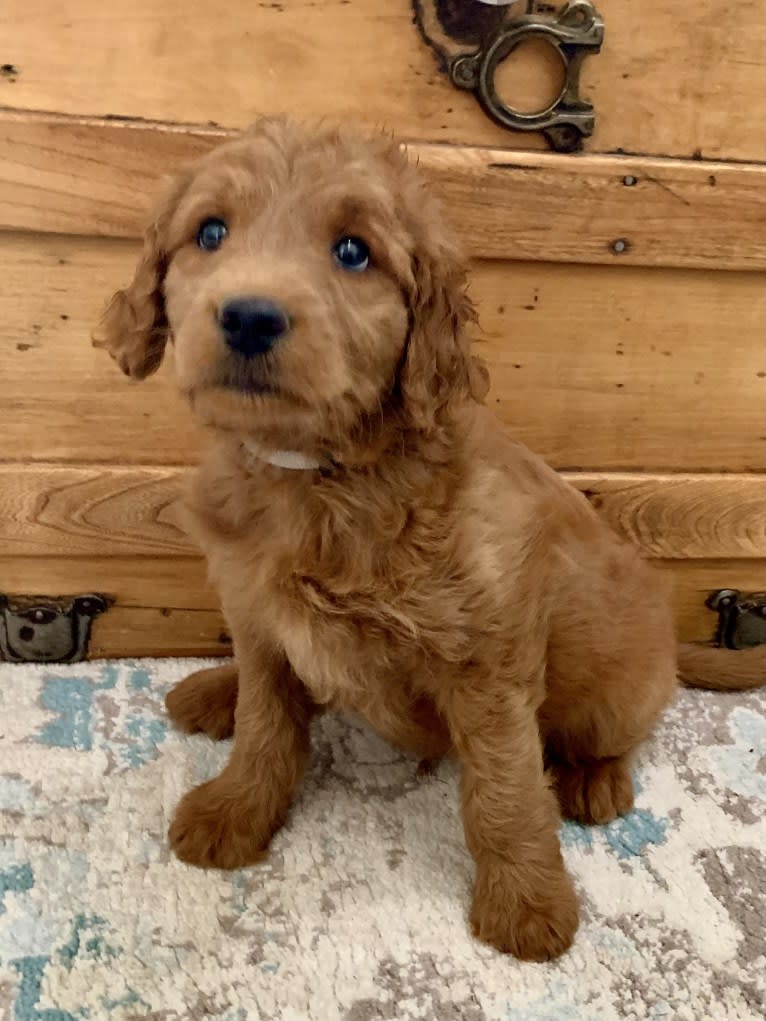 Gray Collar, a Goldendoodle tested with EmbarkVet.com