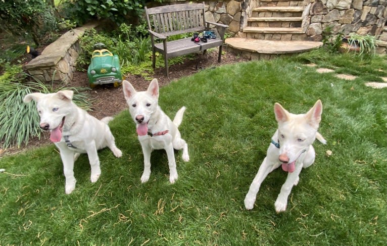 Dash, a Gerberian Shepsky (12.7% unresolved) tested with EmbarkVet.com