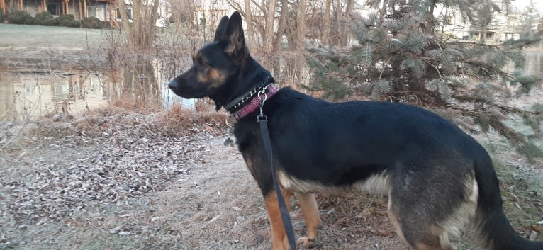 Petra, a German Shepherd Dog and Australian Cattle Dog mix tested with EmbarkVet.com