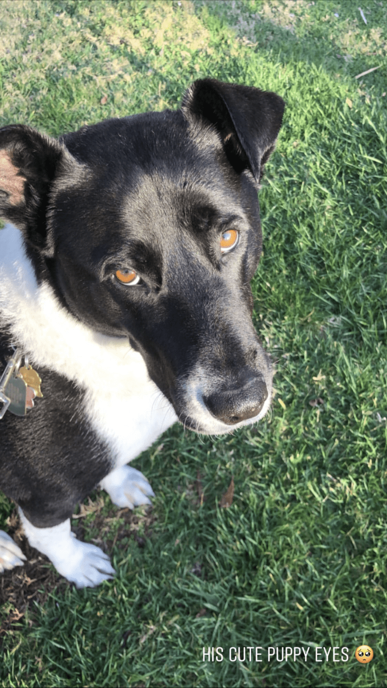 Po, an Akita and Australian Cattle Dog mix tested with EmbarkVet.com