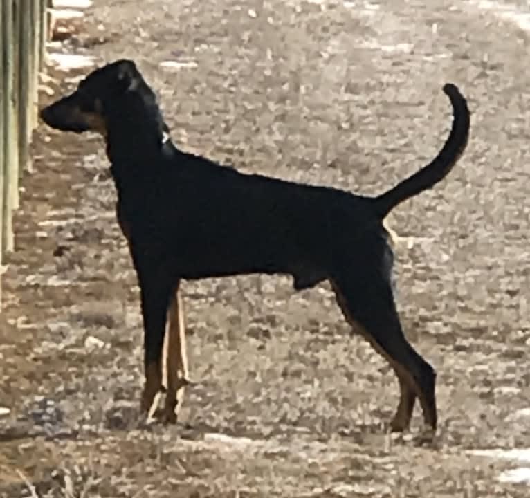 Beau, a Doberman Pinscher and American Pit Bull Terrier mix tested with EmbarkVet.com