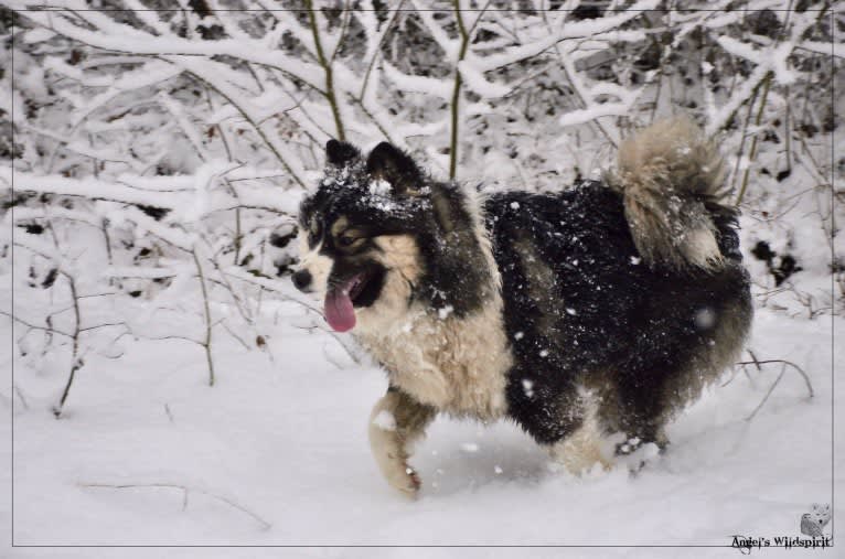 Olwyn, a Yakutian Laika tested with EmbarkVet.com