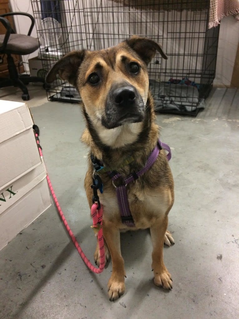 Sadie, a Rottweiler and American Eskimo Dog mix tested with EmbarkVet.com