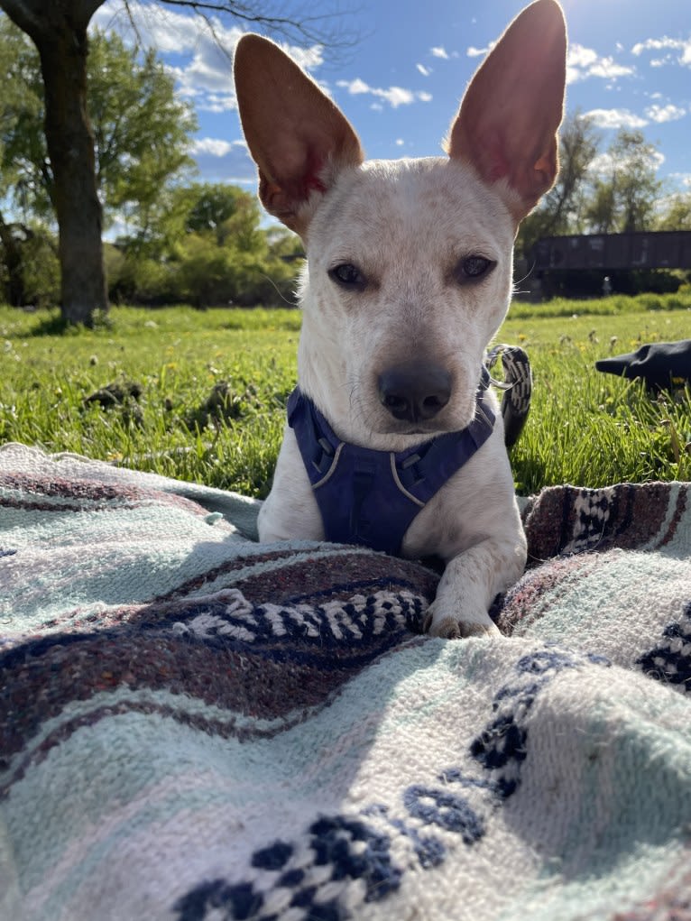 Marty, an American Pit Bull Terrier and Chihuahua mix tested with EmbarkVet.com