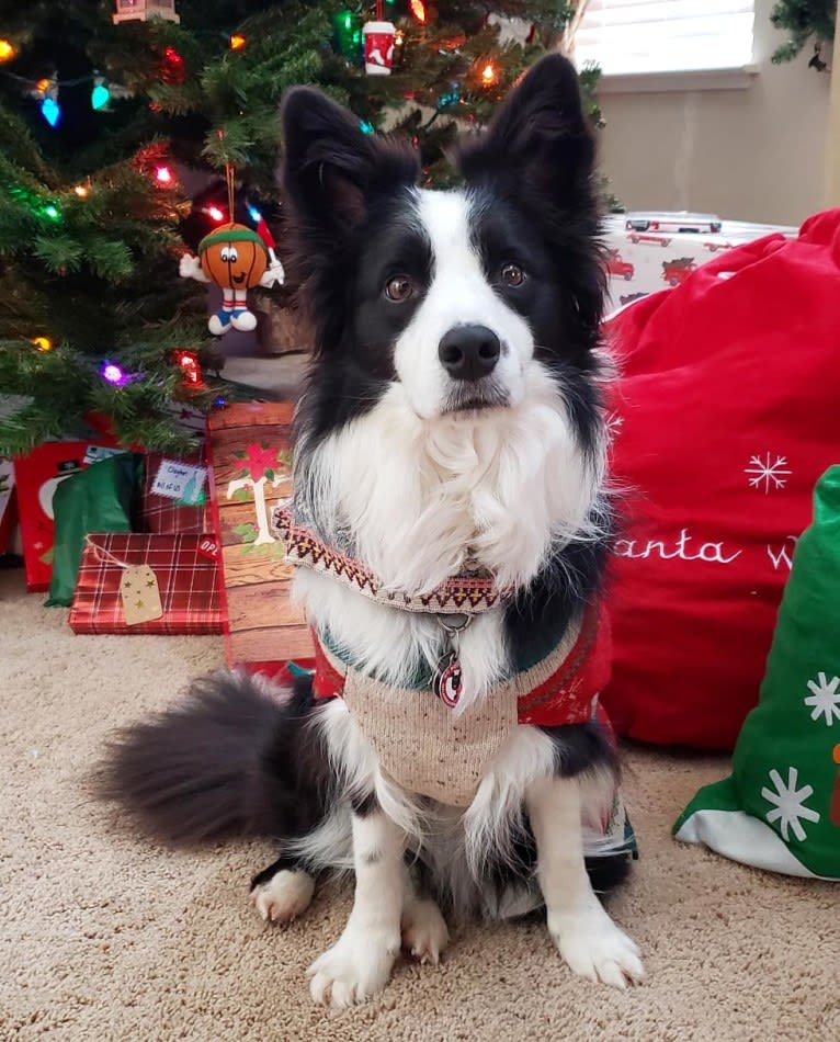 Kida, a Border Collie tested with EmbarkVet.com