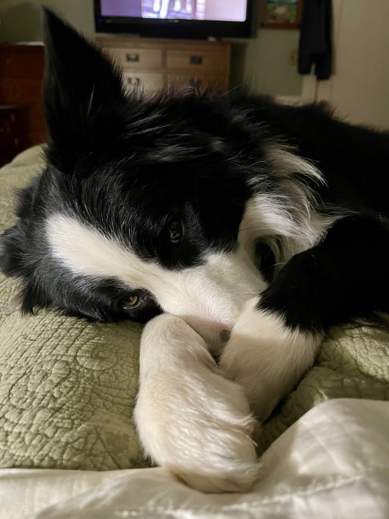 Angel, a Border Collie tested with EmbarkVet.com