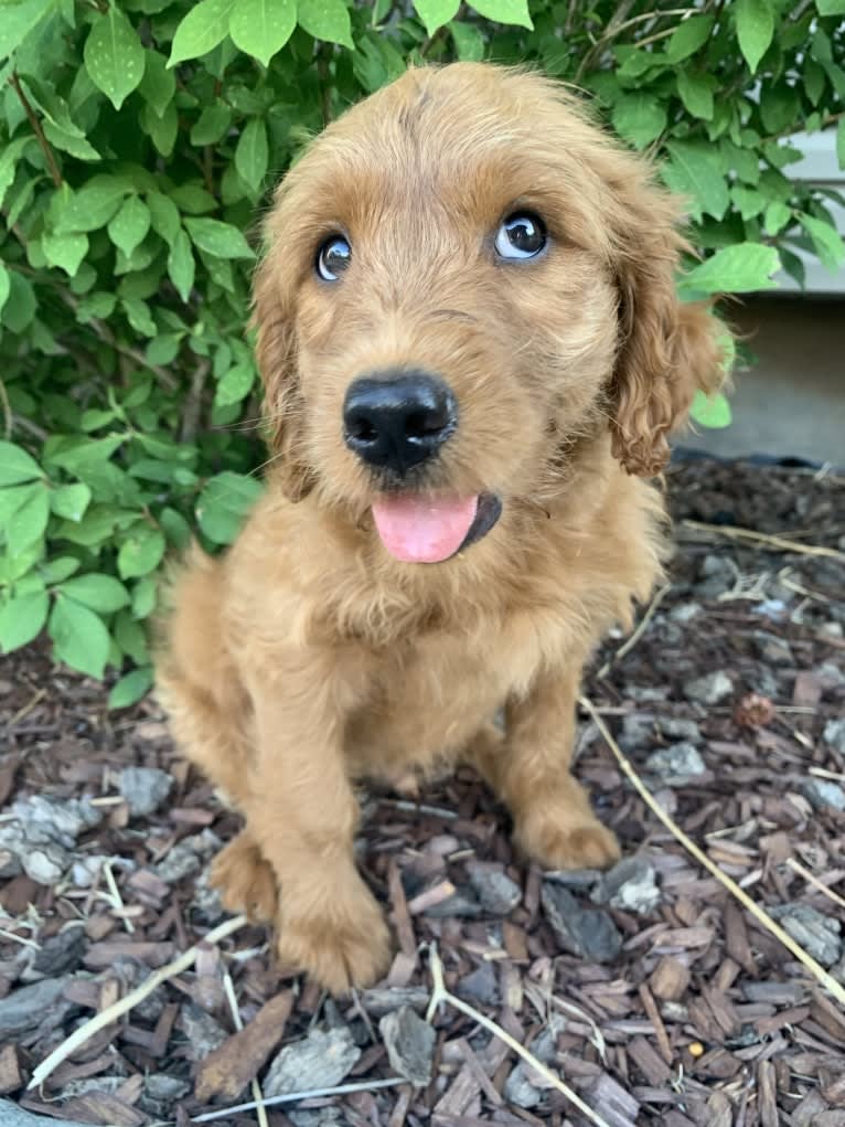 Gray Collar, a Goldendoodle tested with EmbarkVet.com