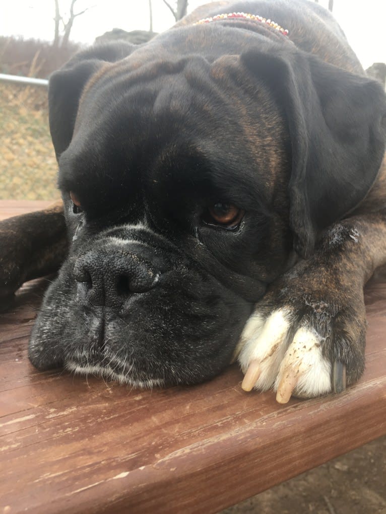 Murray, a Boxer tested with EmbarkVet.com