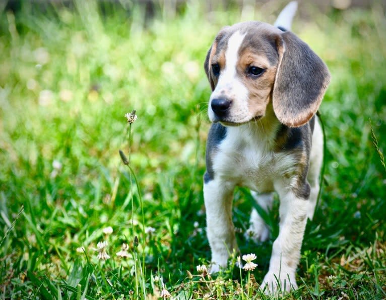 Moonshine 🌚, a Beagle tested with EmbarkVet.com