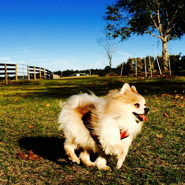 Techno, a Pomeranian tested with EmbarkVet.com