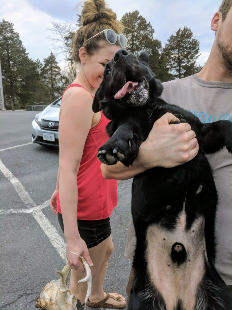 Marlo, a Chinese Shar-Pei and Border Collie mix tested with EmbarkVet.com