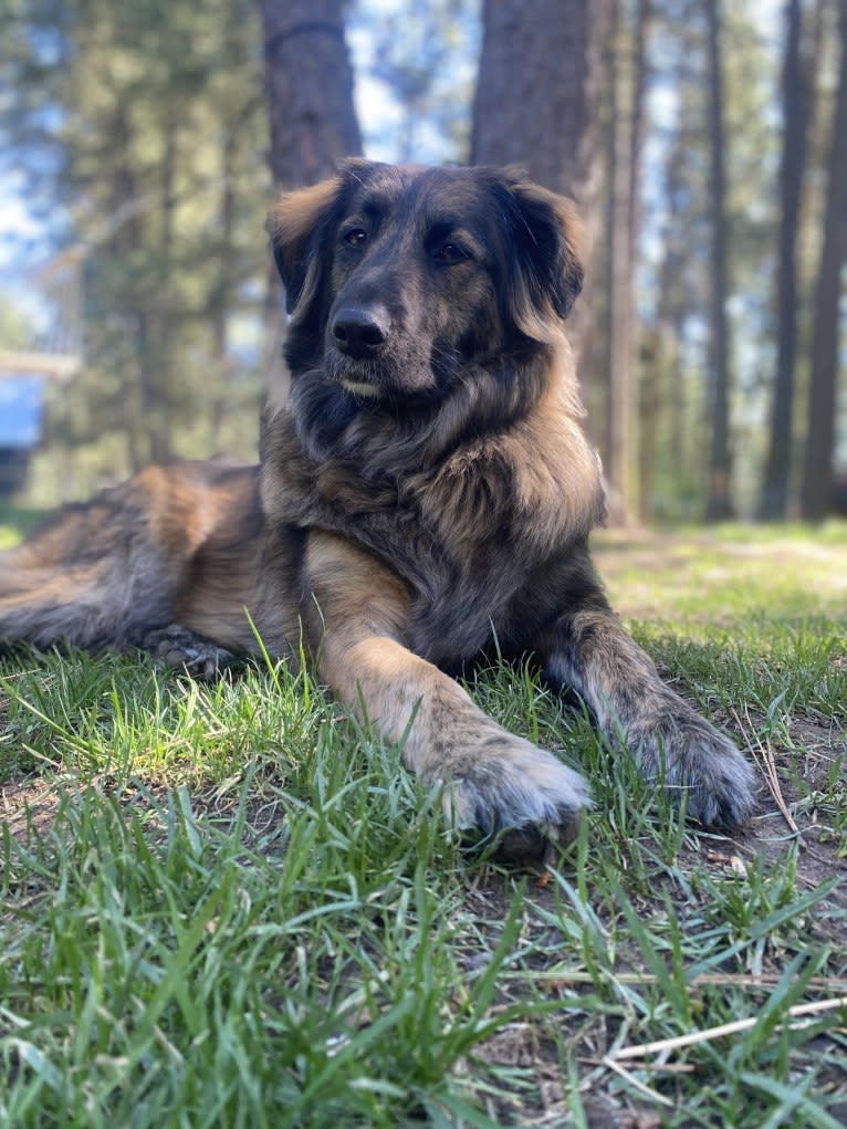 Alta, an American Village Dog tested with EmbarkVet.com