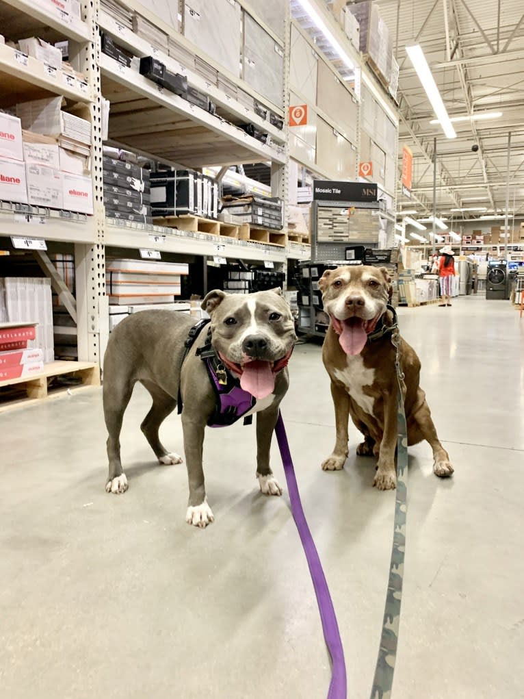 Ariel, an American Bully tested with EmbarkVet.com