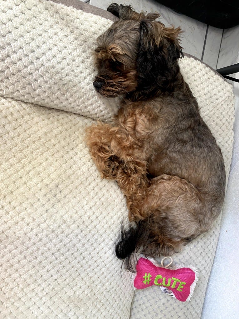 Dakota, a Shihpoo tested with EmbarkVet.com