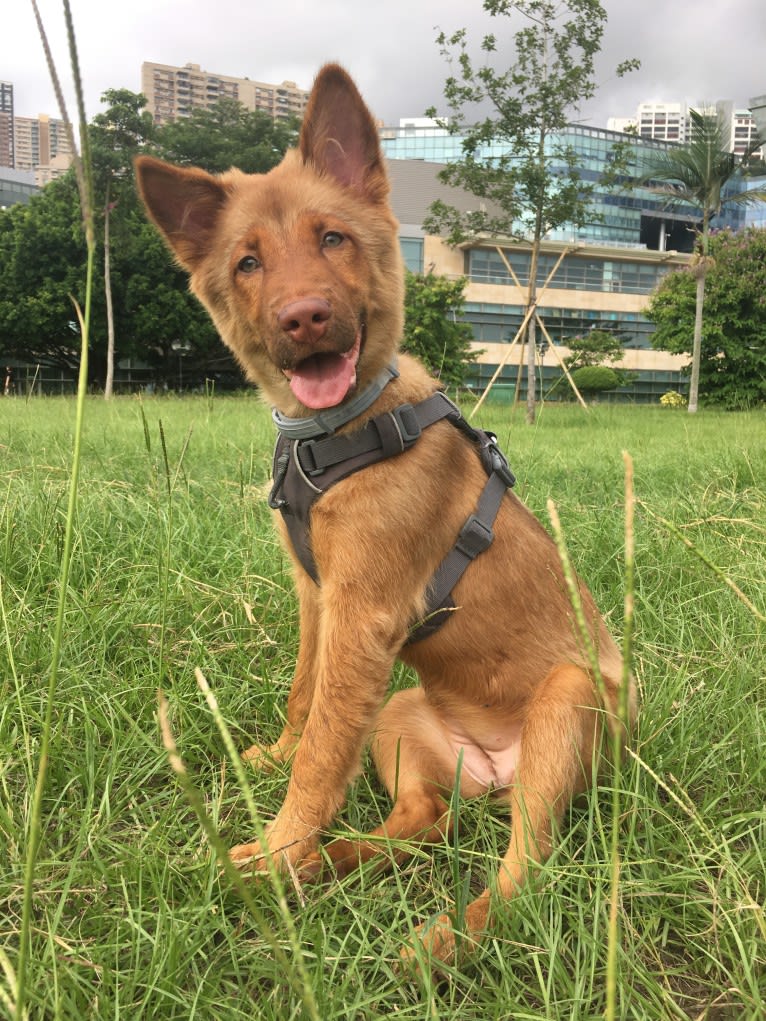 Blue, a Hong Kong Village Dog tested with EmbarkVet.com