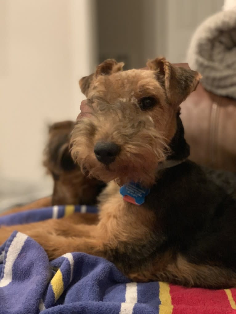 Dylan Beaux, a Welsh Terrier tested with EmbarkVet.com