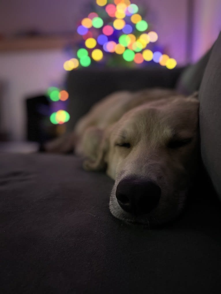 Sadie, a Great Pyrenees and German Shepherd Dog mix tested with EmbarkVet.com