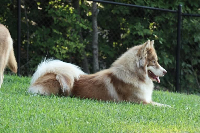 Sokka, a Siberian Husky tested with EmbarkVet.com