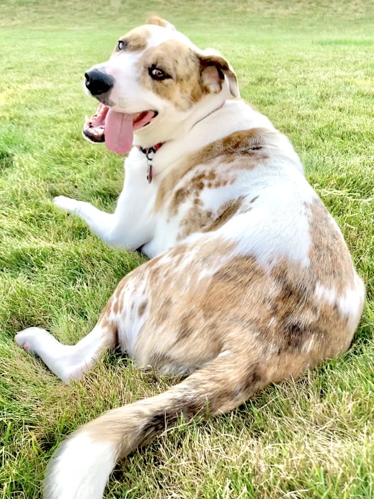 Jasper, an American Pit Bull Terrier and Australian Shepherd mix tested with EmbarkVet.com
