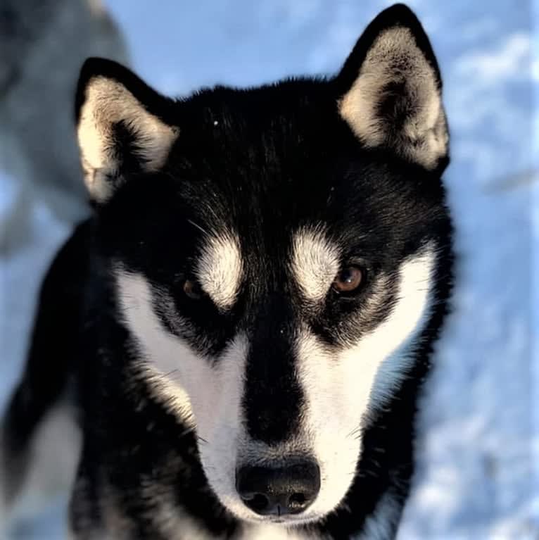 Pointe, a Siberian Husky tested with EmbarkVet.com