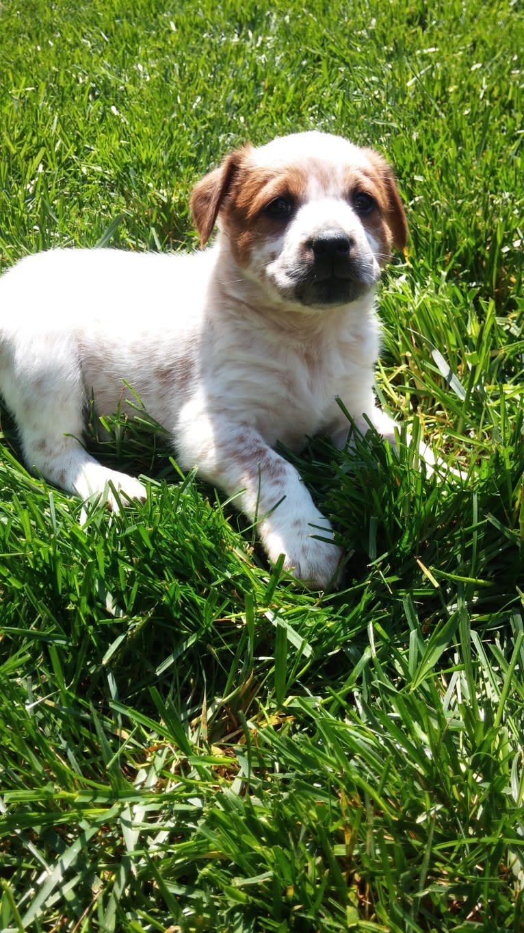 Daisy, an Australian Cattle Dog and American Pit Bull Terrier mix tested with EmbarkVet.com