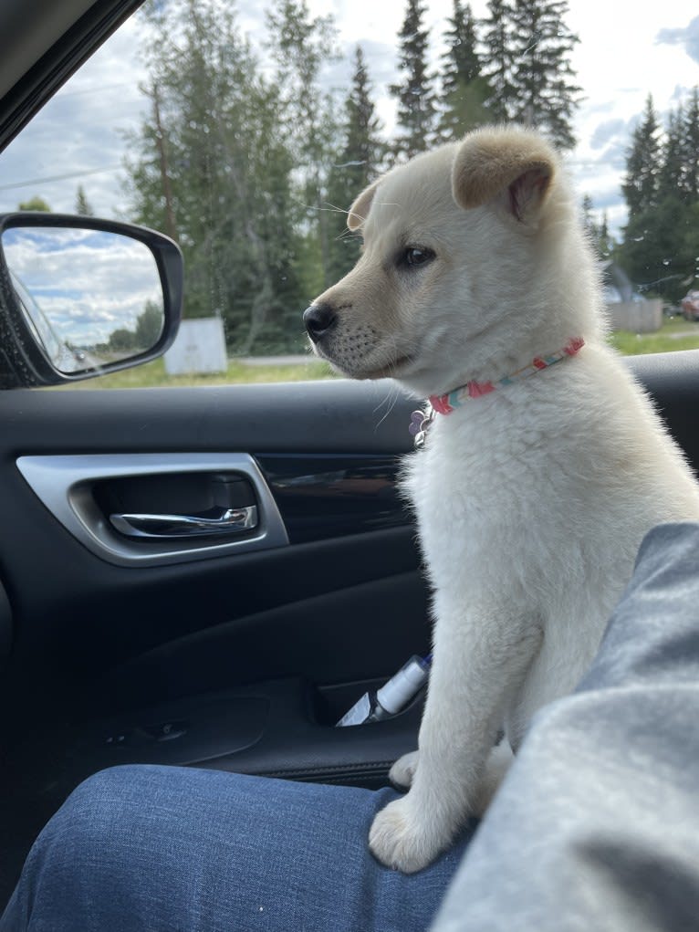 Nala, a Labrador Retriever and Chow Chow mix tested with EmbarkVet.com