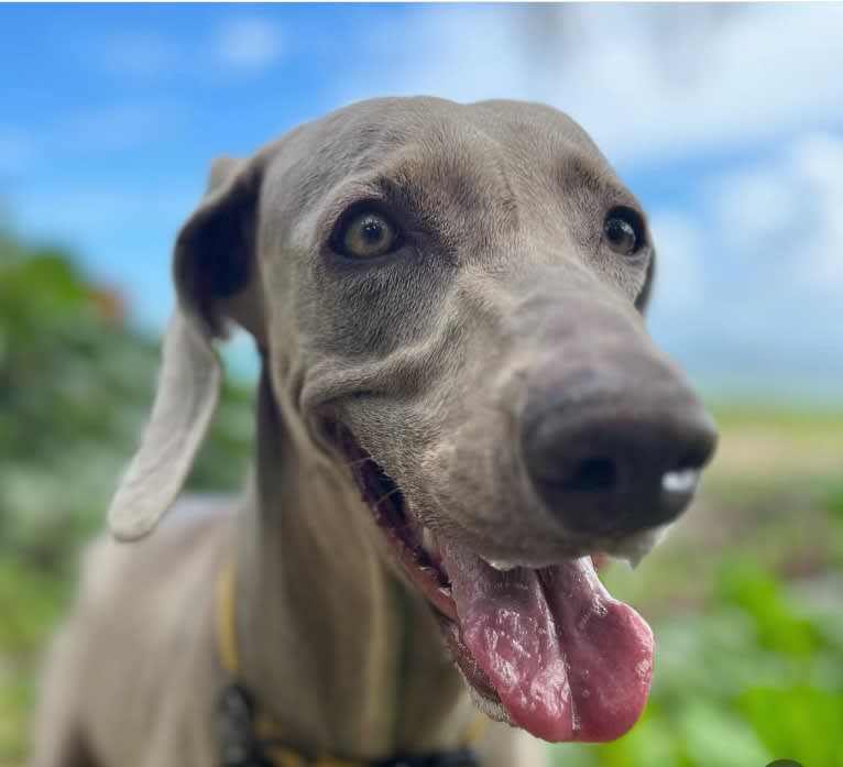 Arya the Weim, a Weimaraner tested with EmbarkVet.com