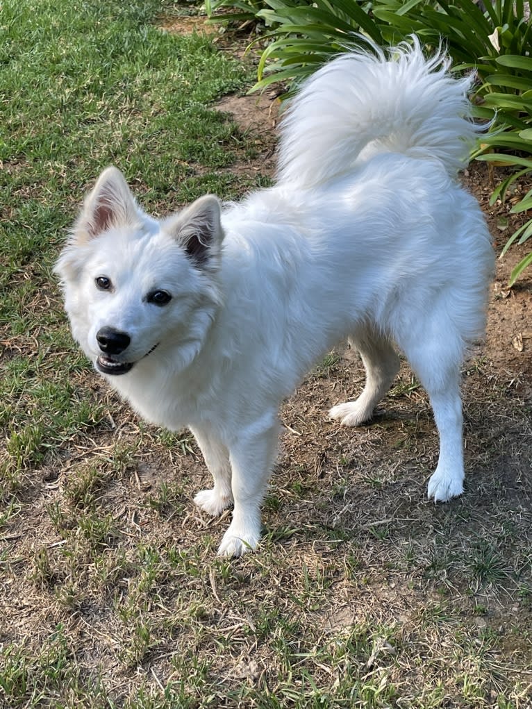 Bolt Sanford, an American Eskimo Dog tested with EmbarkVet.com