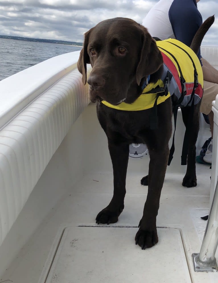 Zeke, a Labrador Retriever tested with EmbarkVet.com