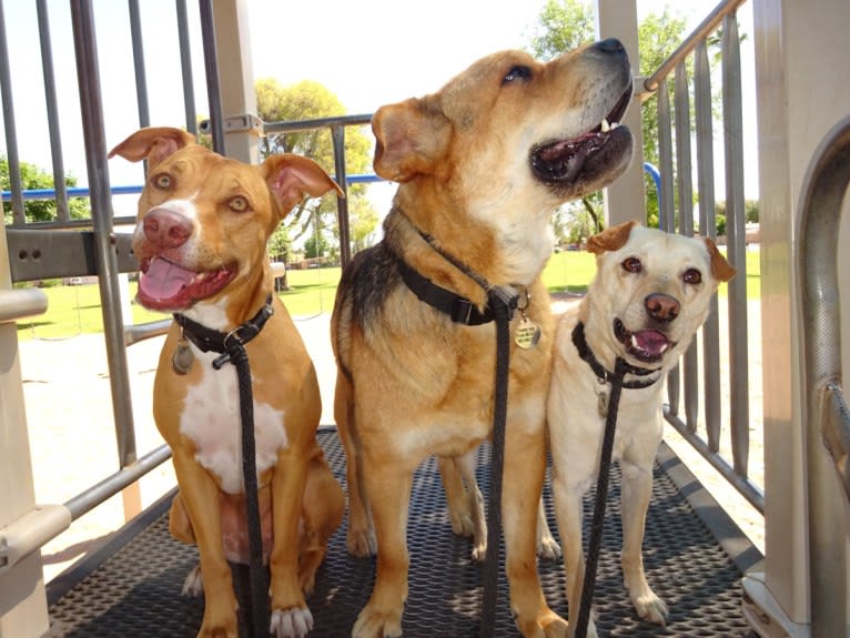 Doc, a Chihuahua and American Pit Bull Terrier mix tested with EmbarkVet.com