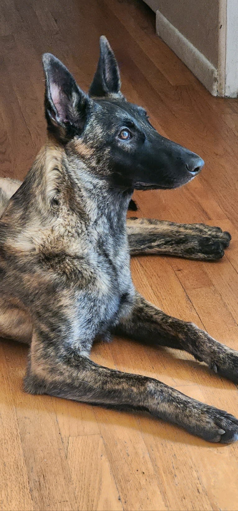 Ripley, a Dutch Shepherd tested with EmbarkVet.com