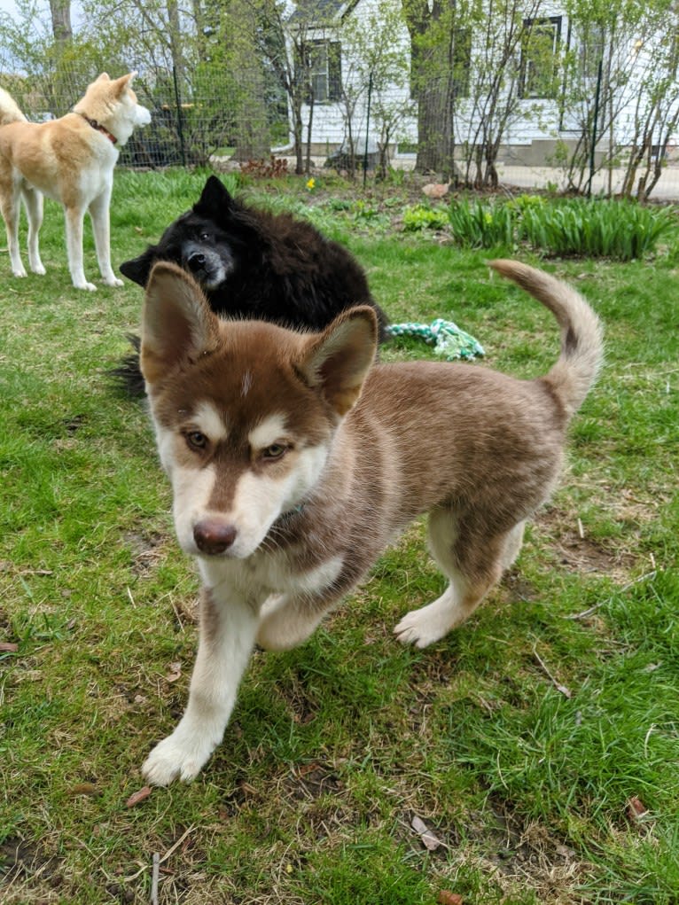 Gambit, a Siberian Husky and Australian Shepherd mix tested with EmbarkVet.com