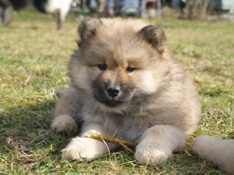 Mini, an Eurasier tested with EmbarkVet.com