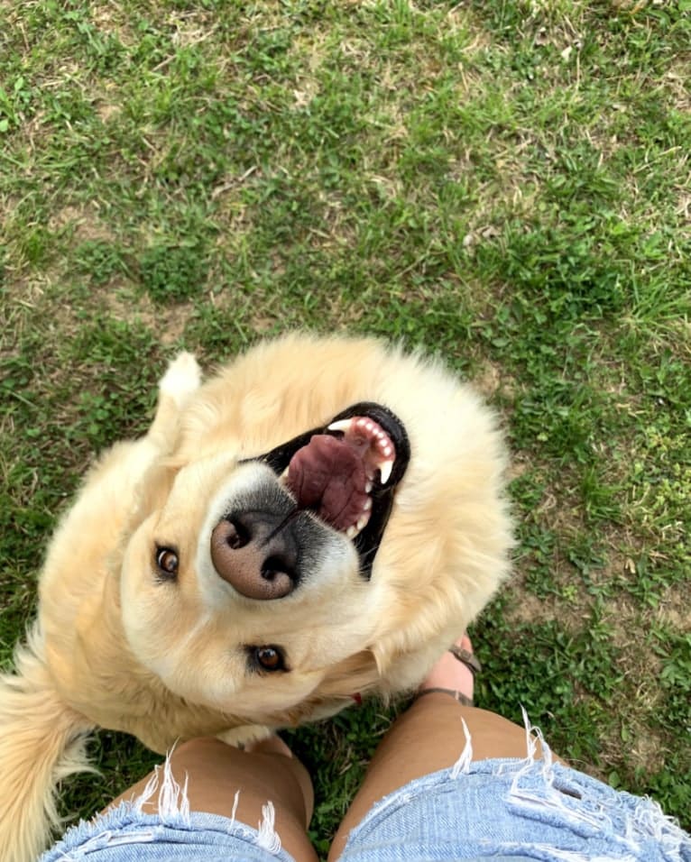 Flynn, a Labrador Retriever and Great Pyrenees mix tested with EmbarkVet.com