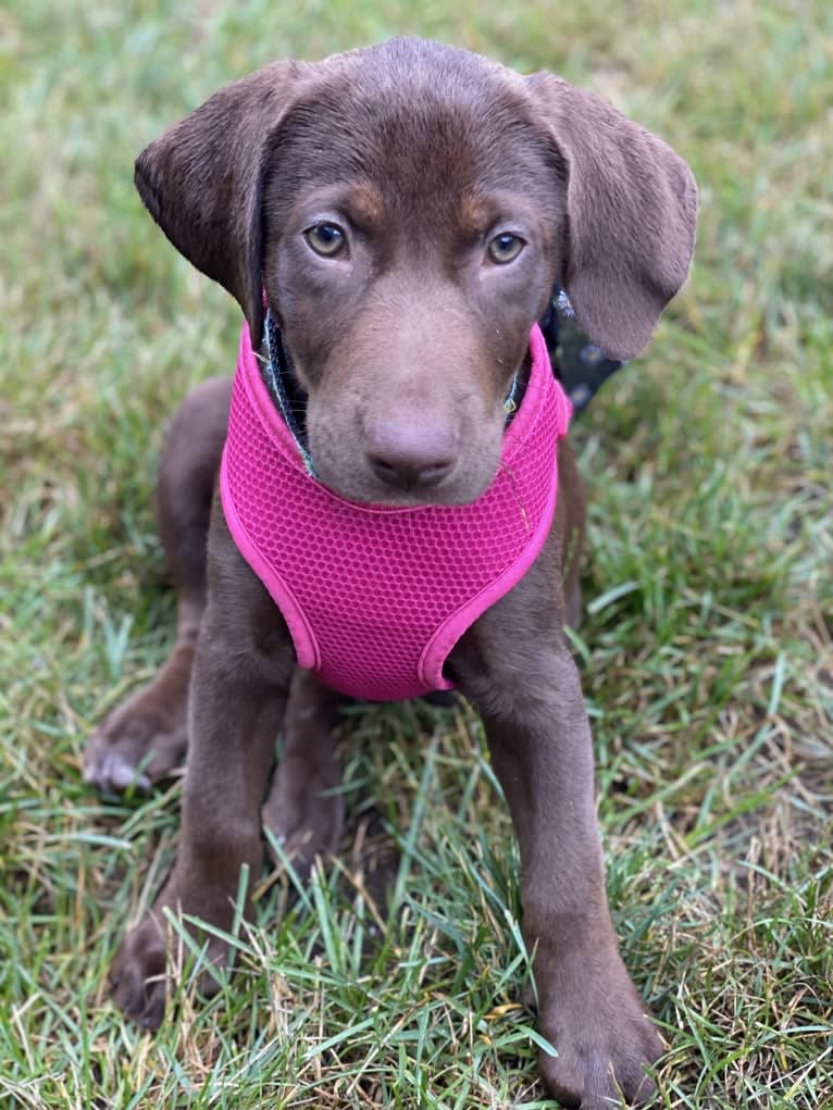 Lily Sailor Fargis, a Labrador Retriever and Beagle mix tested with EmbarkVet.com