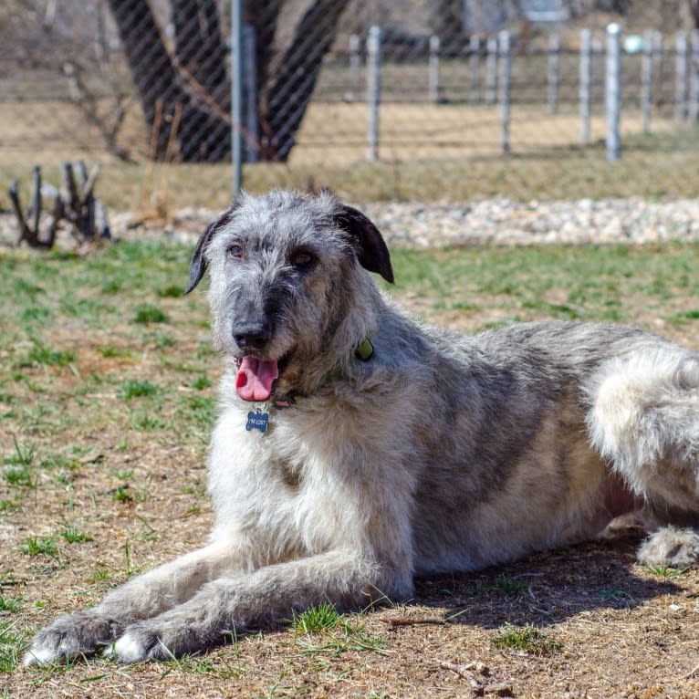 Shadow, an Irish Wolfhound tested with EmbarkVet.com