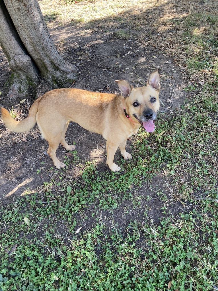 Choice, an American Pit Bull Terrier and Australian Shepherd mix tested with EmbarkVet.com